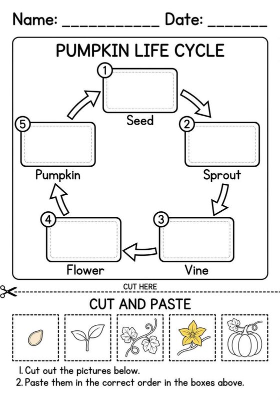 Pumpkin Life Cycle worksheet preview